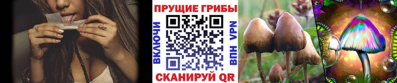 Псилоцибиновые грибы Psilocybe  кракен рабочий сайт  Воскресенск 